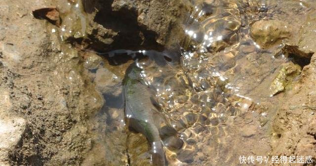 松软的地面现“泉眼”，不断有鲫鱼从地下冒出来，随便捡