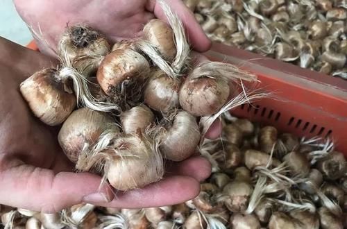  「环境下」为什么在家里用鳞茎种藏红花那么难？