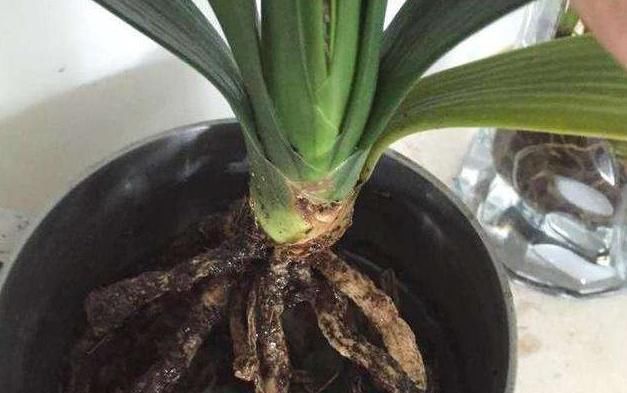  放到阴凉通风■花卉烂根不用慌，按照方法处理，快速长出新根