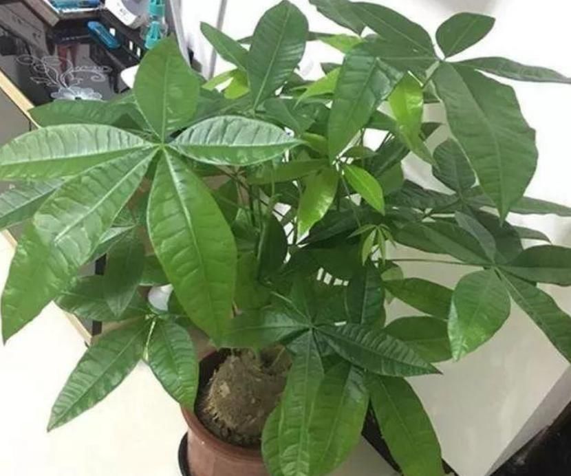  「有钱人」“3种花”有钱人都偷着养，自己发财不告诉别人，养家里招财旺运