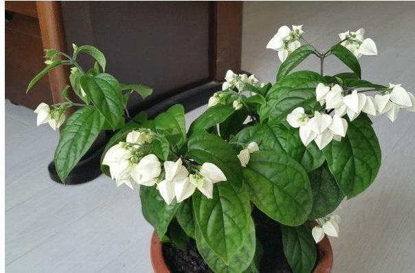  『有花赏』?盆栽新宠，花型奇特，漂亮又好养，家里种一棵，四季有花赏