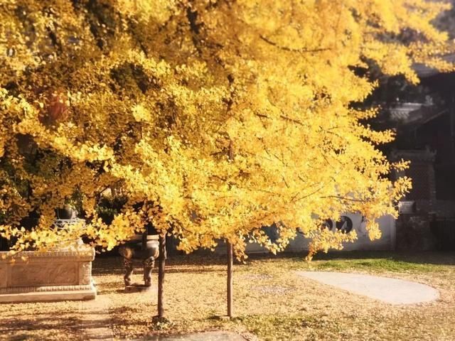 李世民种的银杏树火到国外,美了1400年!西安,火出圈了