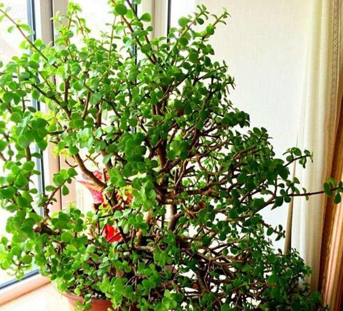  「花养」花养腻了，试一试这“2种树”，木质化速度快，半年后成“盆景”