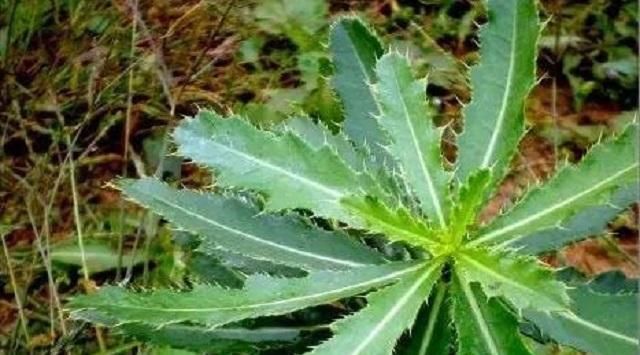  门口■农村有一野草，长在门口影响美观，殊不知1斤几十元，价值