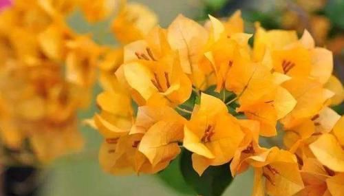  『三角梅』喜欢三角梅，不如养盆稀有的柠檬黄三角梅，金光灿灿，清新优雅