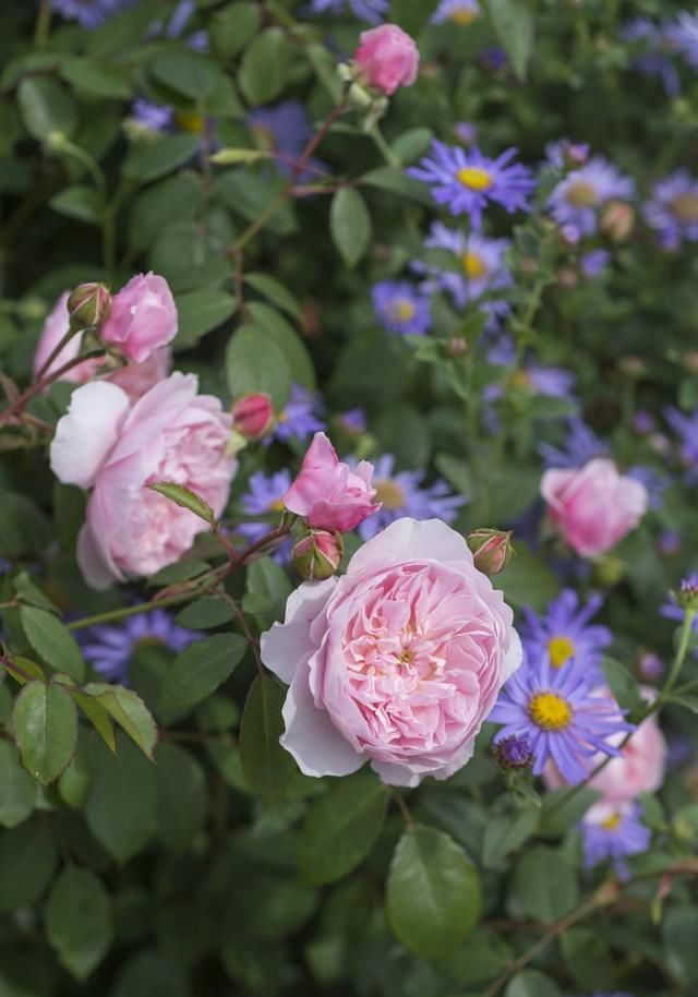  #春天#花园里养上这“2种花”，来年春天，花开不断，美极了！