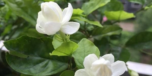  『栀子花』茉莉、栀子花期延长，开花不断的小秘诀
