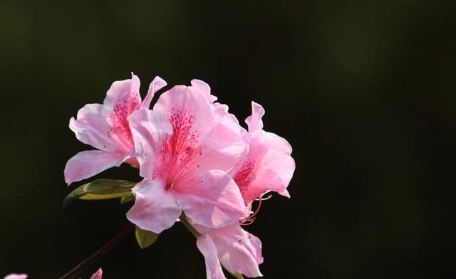  简单：3种花适合新手，养护简单不操心，开花量大爆盆简单，四季都赏花