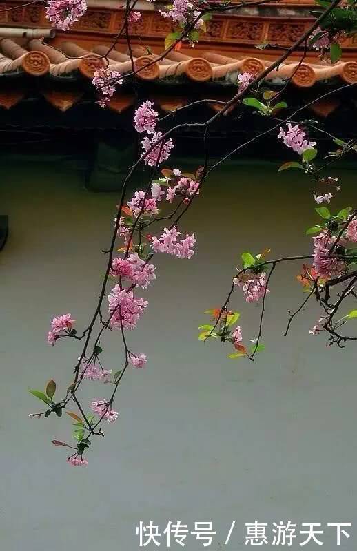人间三月，桃红柳绿，杏花春雨，最美江南！