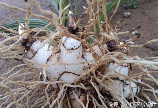  【白芨】人称“白芨”，从远处看像杂草，根茎肥大、价值高，如今珍贵！