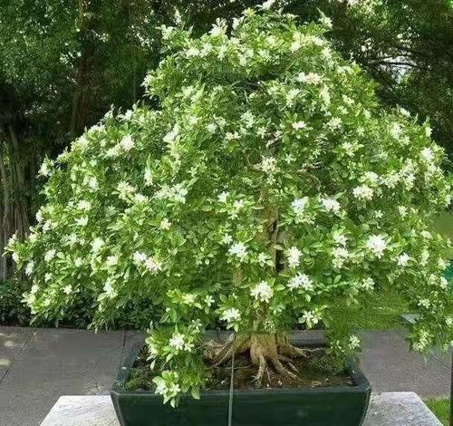 【九里香】室内盆栽新宠,浇水就疯长,一盆开花千朵,朵朵似茉莉