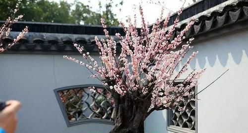  【四君子】没养过梅兰竹菊“四君子”，不算真正养花人！