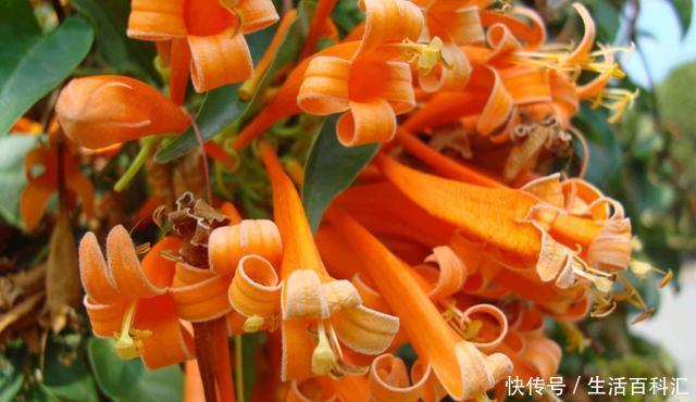『花园』夏天养花就养此3种,好养易活开花漂亮,夏天也能养出小花园