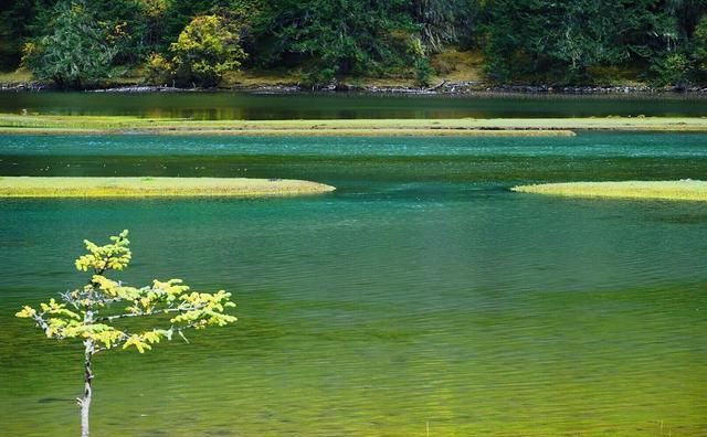甲根坝：川西这处世外桃源秋景太美了，多处免门票绝色顶级风景