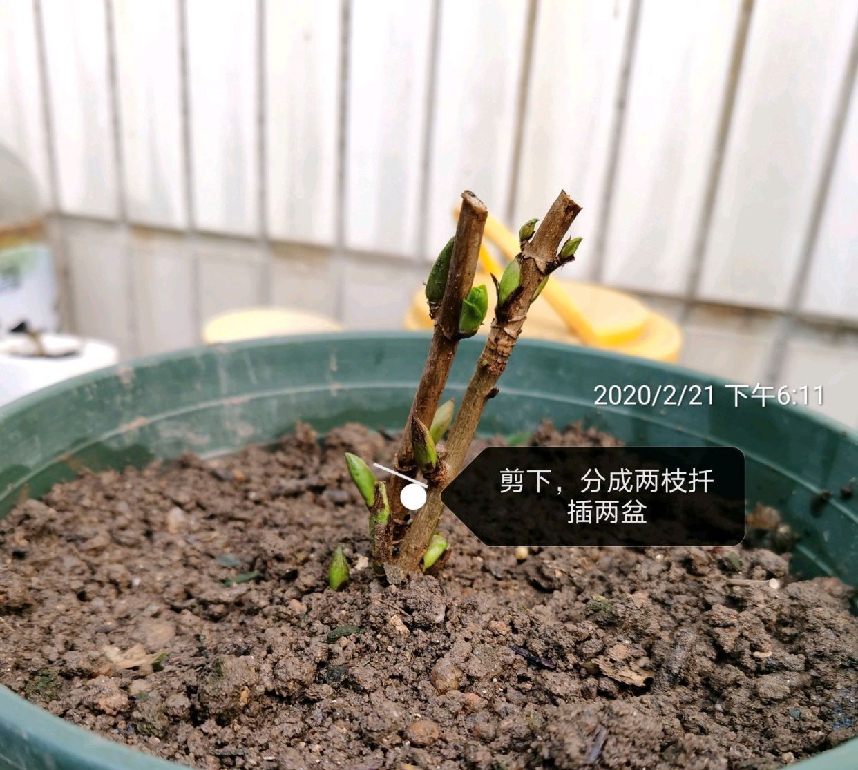 #出大#春季扦插绣球花有技巧,选对枝条是关键,一个月就能出大花苞