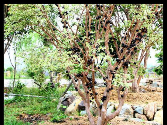  『培育』嘉宝果用种育苗，育苗多久，移植到盆里较好