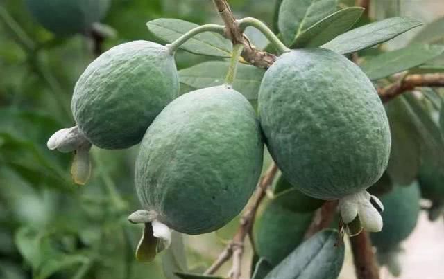  「市场上」国外广泛种植，国内市场还一片空白，果实一斤卖100多全靠进口