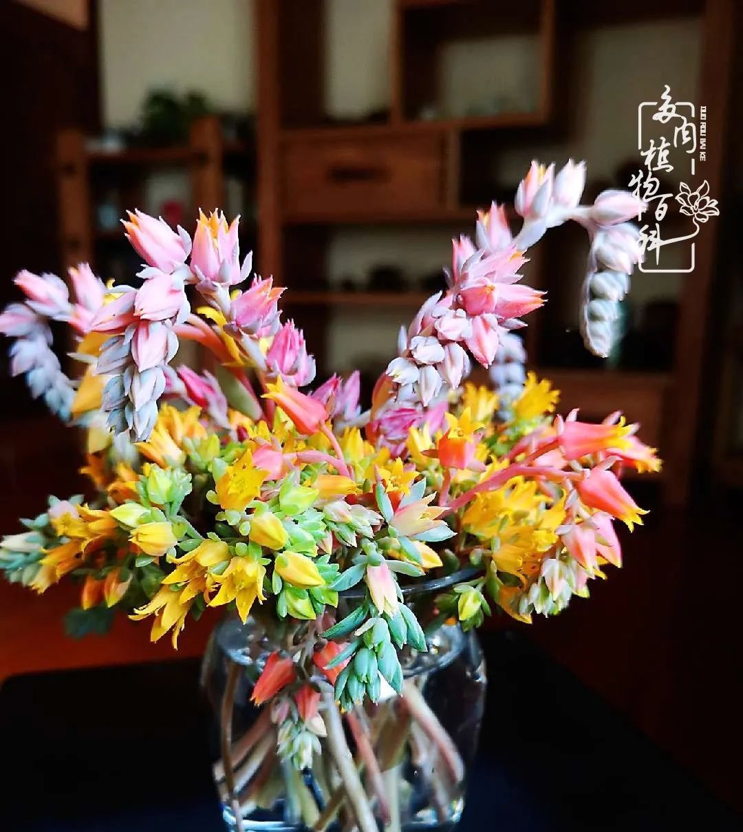  [庭院]一院一狗,三餐四季,慢下来的庭院生活才是好生活!