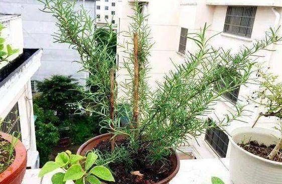 『苍蝇』这三种花是在室内的盆里培育的,蚊子和苍蝇不敢进屋,防蚊是夏季的首选