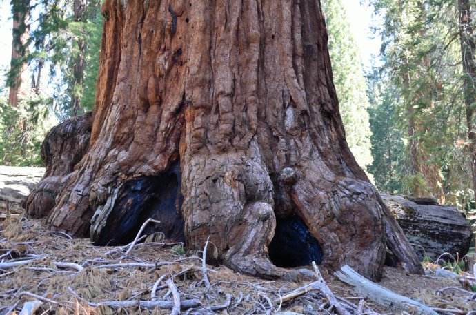 世界最厉害十棵树:四棵在华夏,价值无法估量,1棵是李世民栽种