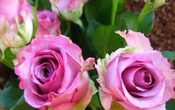  #玫瑰#喜欢养花，不如就养“高档玫瑰”冷美人，妖娆舞魅，花型奇特！