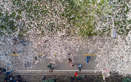 中国这些地方即将花开成海！错过又再等一年！诗情画意值得记忆！