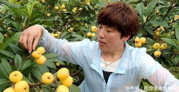  #小伙#邻家小伙偷爬农民枇杷树，万万没想到却掉下来摔死，该赔