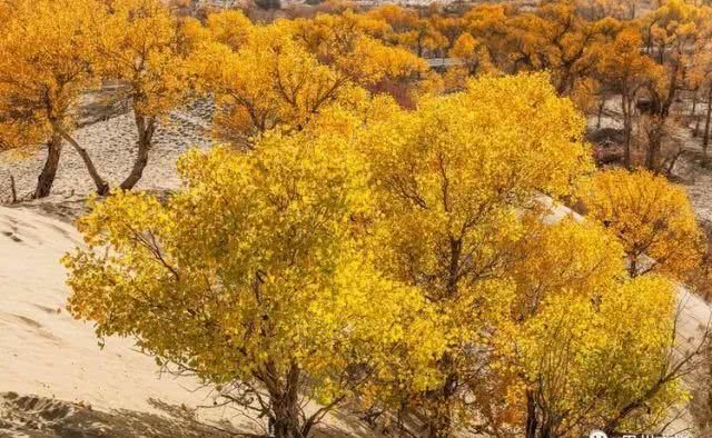 大美新疆，上眼胡杨