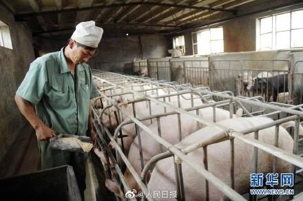  养殖场@建生猪养殖场最高补助500万 网友：组团养猪去！