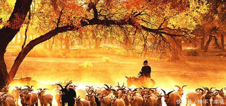 额济纳旗胡杨林:中国最美的胡杨林,也是电影的取景地,值得一去