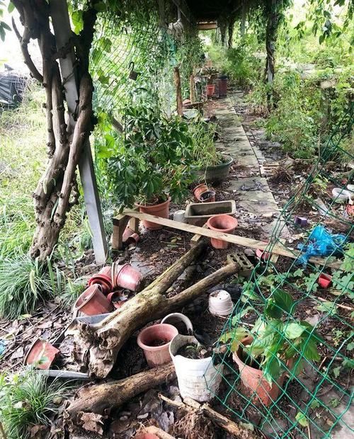  【图片作者】自从开始养花，看到垃圾堆都忍不住瞄两眼，捡到就是赚到！