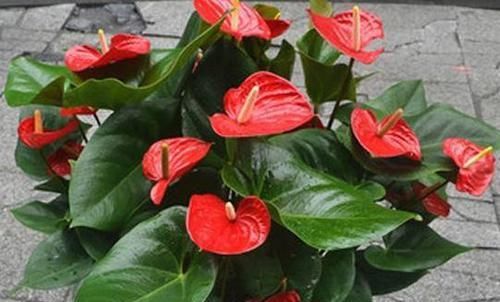  一年四季■新手养花首选这四种，花期赛过海棠，一年四季都在花赏，绚丽多彩