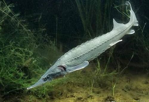  「中华鲟」这种鱼又称“长江鱼王”，如今长江中已看不见，近日