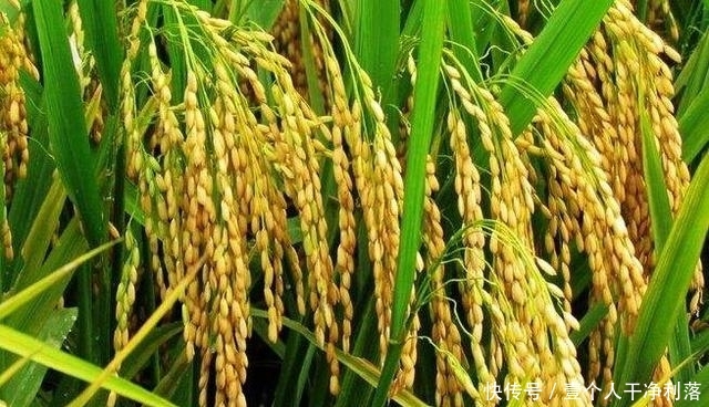 中国粮食大省，养活了中国四分之一的人口！