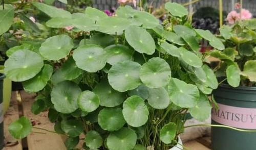 #花草#别再土培花草了,又脏又乱,将它们水培放家里,养眼、管理省心