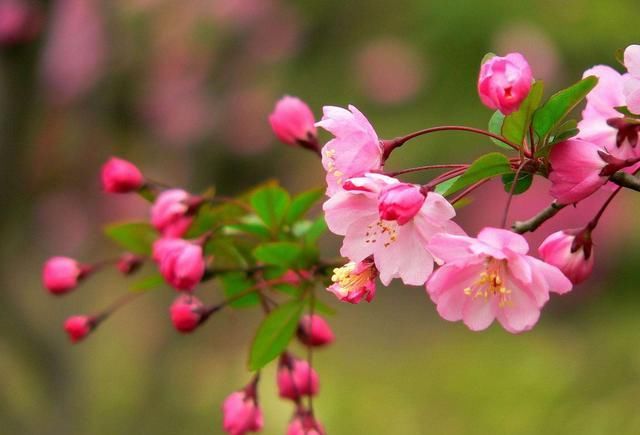  「追捧」花园种上这“2种”花，镇宅还养人，越养越贵，受人追捧！