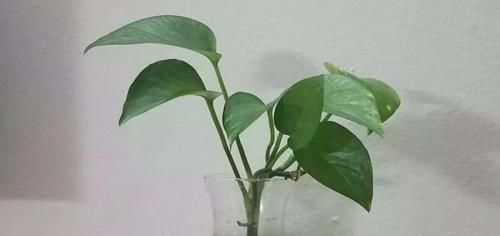  清洁叶片：这几种室内观叶植物都极其好养，没有几个人能将它们养死