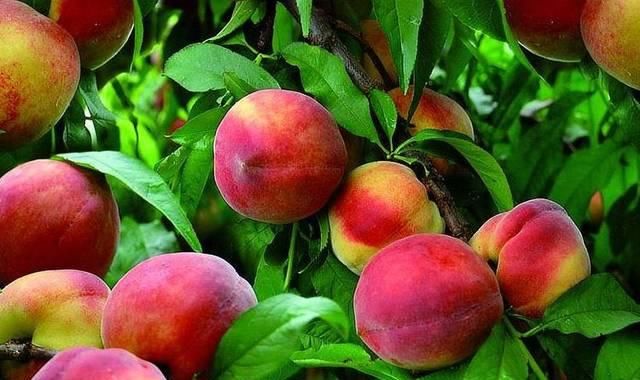  「桃树」农村一种作物以前不值钱，现采用科学种植后，市场上一斤卖到8元