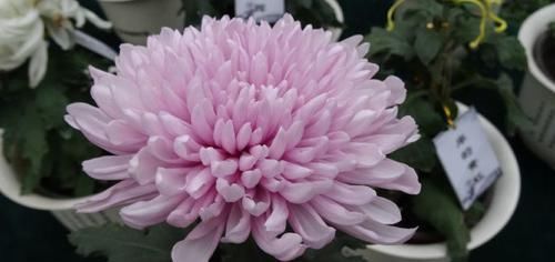  『美得』喜欢玫瑰，就养盆“菊花佳品”芳日，花型大气，冷艳芬芳