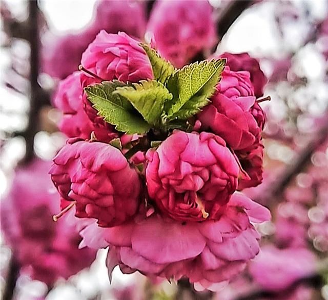  花儿：图集丨?花儿缀满枝头，醉了靖宇山城