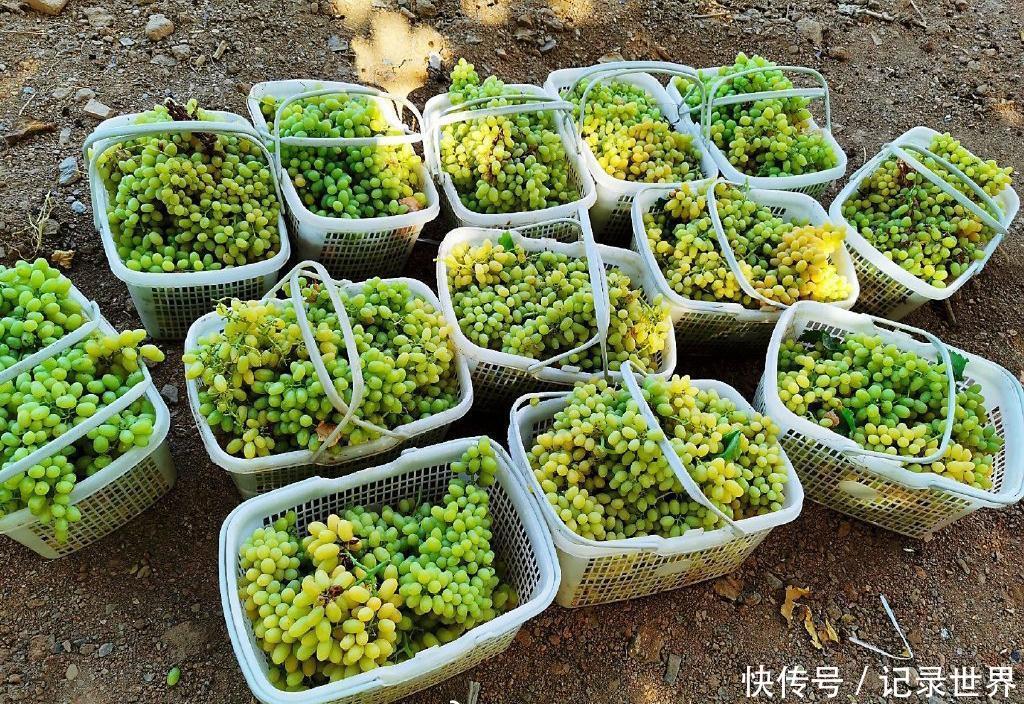  [吐鲁番]葡萄之乡在吐鲁番吗？哈密瓜之乡在哈密吗？错，在新疆