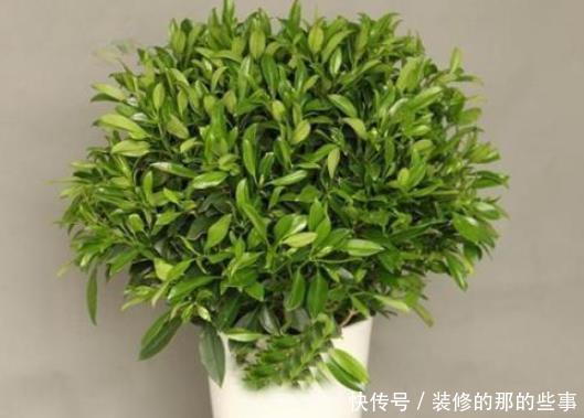 『喜欢水』你要的养花知识全在这里，学会了你就是养花高手，你了解多少