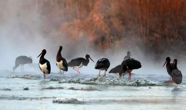 嘘!百多只“鸟中熊猫”来了,绵蔓河顿时成了仙境