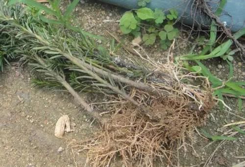  大熊猫@红豆杉号称“植物大熊猫”，净化空气促健康，注意5点红豆挂满枝