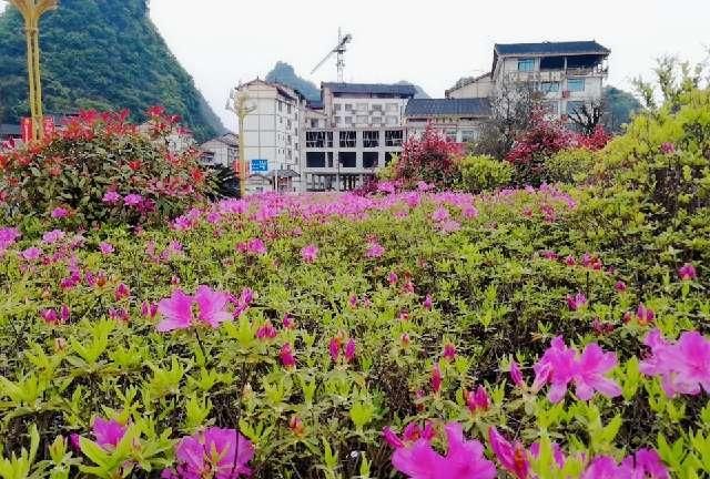  小花开■春天如同秋风雨一夜之间红山头
