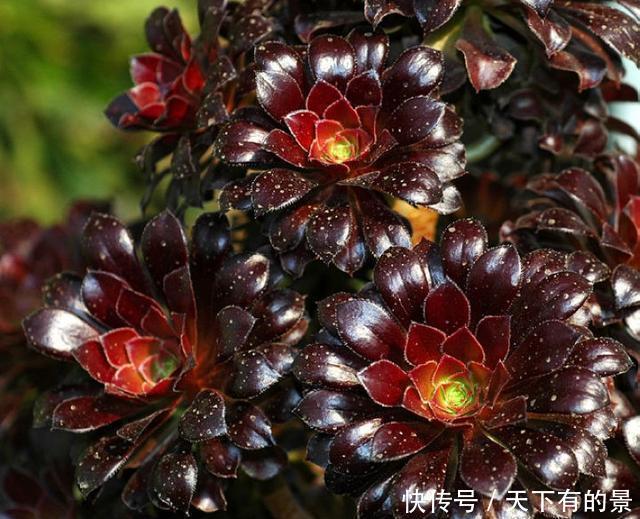 「法师」叶片黑润有光泽,黑法师作为多肉的惊艳品种,养护自然不普通