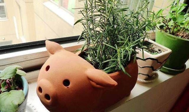『苍蝇』这三种花是在室内的盆里培育的,蚊子和苍蝇不敢进屋,防蚊是夏季的首选
