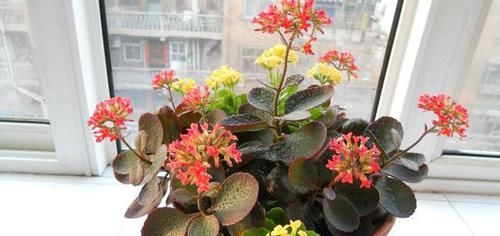  让长寿花■长寿花忘在阳台，3个月后“野蛮生长”成老桩，无心插柳柳成荫