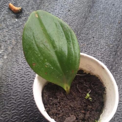  植物@豆瓣绿原来是这么来繁殖，剪个小叶片，一个叶片种一盆！