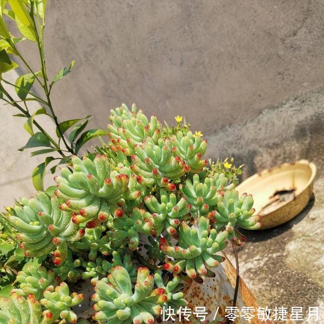【时节】多肉在美好时节里尽情绽放吧!